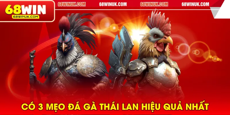 Có 3 mẹo đá gà Thái Lan hiệu quả nhất