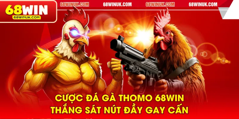 Cược đá gà Thomo 68WIN thắng sát nút đầy gay cấn