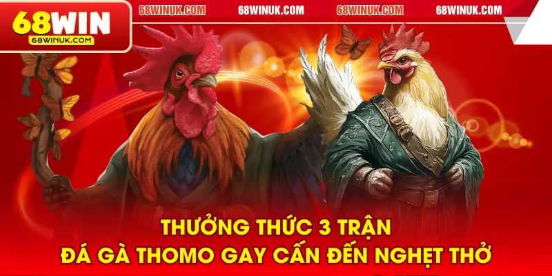 Thưởng thức 3 trận đá gà Thomo gay cấn đến nghẹt thở